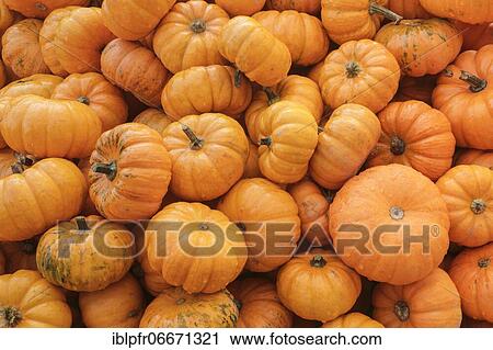 Pumpkins, Switzerland, Europe View Large Photo Image Stock Image - Pumpkins, Switzerland, Europe. Fotosearch