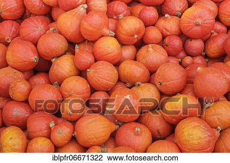 Pumpkins, Switzerland, Europe View Large Photo Image Stock Image - Pumpkins, Switzerland, Europe. Fotosearch