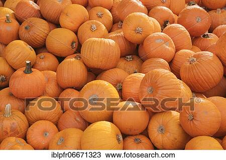 Pumpkins, Switzerland, Europe View Large Photo Image Stock Image - Pumpkins, Switzerland, Europe. Fotosearch