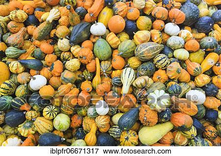 Pumpkins, Switzerland, Europe View Large Photo Image Stock Photo - Pumpkins, Switzerland, Europe. Fotosearch
