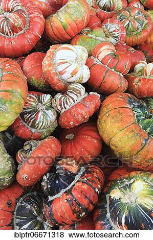Pumpkins, Switzerland, Europe View Large Photo Image Stock Photo - Pumpkins, Switzerland, Europe. Fotosearch