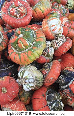 Pumpkins, Switzerland, Europe View Large Photo Image Stock Photo - Pumpkins, Switzerland, Europe. Fotosearch