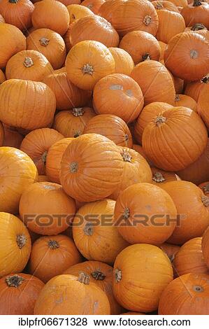 Pumpkins, Switzerland, Europe View Large Photo Image Stock Photo - Pumpkins, Switzerland, Europe. Fotosearch
