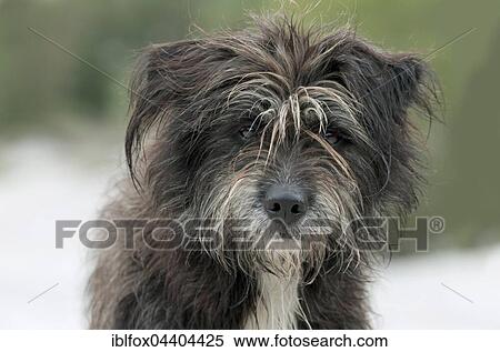Pyrenean Shepherd, Berger des Pyrenees mixed breed (Canis lupus familiaris), portrait, Tyrol, Austria, Europe View Large Photo Image Stock Photography - Pyrenean Shepherd, Berger des Pyrenees mixed breed (Canis lupus familiaris), portrait, Tyrol, Austria, Europe. Fotosearch