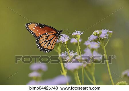 Queen (Danaus gilippus), adult on blooming Gregg's Mistflower (Conoclinium greggii), Hill Country, Texas, USA, North America View Large Photo Image Stock Image - Queen (Danaus gilippus), adult on blooming Gregg's Mistflower (Conoclinium greggii), Hill Country, Texas, USA, North America. Fotosearch