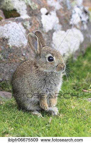 Rabbit, Oryclolagus (cuniculus), Scotland, Great Britain View Large Photo Image Stock Photo - Rabbit, Oryclolagus (cuniculus), Scotland, Great Britain. Fotosearch