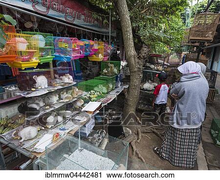 Rabbits sitting in their cages, bird market and livestock market, Yogyakarta, Java, Indonesia, Asia View Large Photo Image Stock Image - Rabbits sitting in their cages, bird market and livestock market, Yogyakarta, Java, Indonesia, Asia. Fotosearch