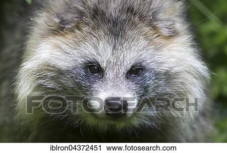 Raccoon dog (Nyctereutes procyonoides), Germany, Europe View Large Photo Image Stock Image - Raccoon dog (Nyctereutes procyonoides), Germany, Europe. Fotosearch
