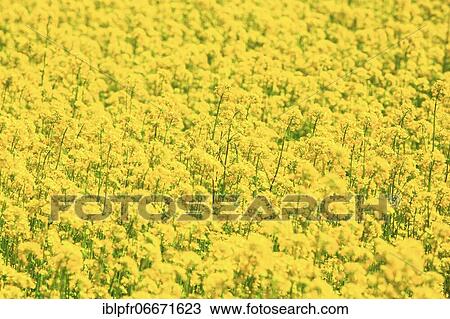 Rape (Braßica napus), Rape field, Switzerland, Europe View Large Photo Image Stock Image - Rape (Braßica napus), Rape field, Switzerland, Europe. Fotosearch