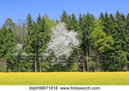 Rape (Braßica napus), Rape field, Switzerland, Europe View Large Photo Image Stock Photo - Rape (Braßica napus), Rape field, Switzerland, Europe. Fotosearch