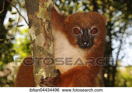 Red-bellied lemur (Eulemur rubriventer), Rainforest, Ranomafana, Southeast, Madagascar, Africa View Large Photo Image Stock Photograph - Red-bellied lemur (Eulemur rubriventer), Rainforest, Ranomafana, Southeast, Madagascar, Africa. Fotosearch