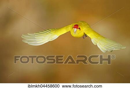 Red-crowned parakeet or red-fronted parakeet (Cyanoramphus novaezelandiae) in flight, captive, Germany, Europe View Large Photo Image Stock Image - Red-crowned parakeet or red-fronted parakeet (Cyanoramphus novaezelandiae) in flight, captive, Germany, Europe. Fotosearch