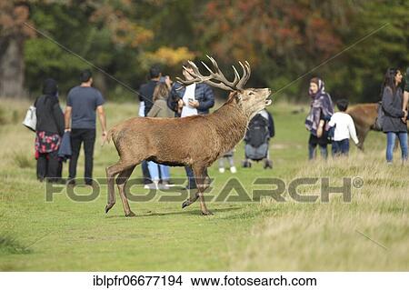 Picture - Red deer and park visitor, Richmond Park, London, England, United Kingdom, Europe. Fotosearch