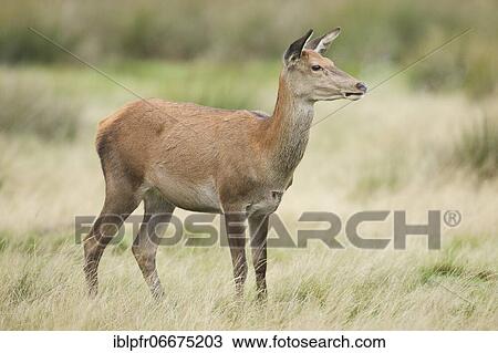 Stock Image - Red deer (Cervus elaphus) Female. Fotosearch