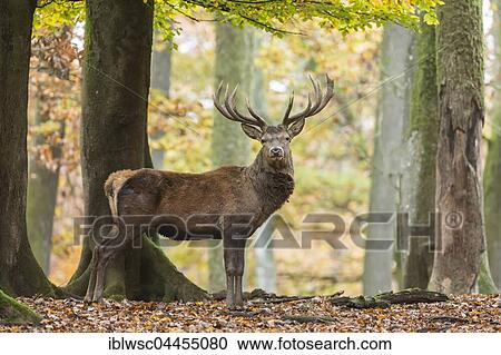 Red deer (Cervus elaphus) in autumn woods, Vulkaneifel, Rhineland-Palatinate, Germany, Europe View Large Photo Image Stock Image - Red deer (Cervus elaphus) in autumn woods, Vulkaneifel, Rhineland-Palatinate, Germany, Europe. Fotosearch
