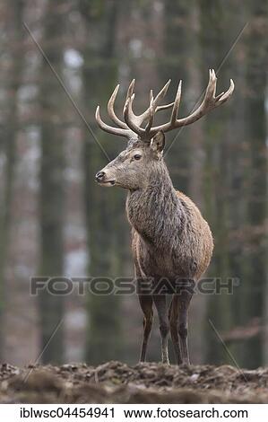 Red deer (Cervus elaphus) in forest, Vulkaneifel, Rhineland-Palatinate, Germany, Europe View Large Photo Image Stock Image - Red deer (Cervus elaphus) in forest, Vulkaneifel, Rhineland-Palatinate, Germany, Europe. Fotosearch