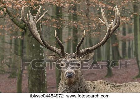 Red deer (Cervus elaphus) in forest, portrait, Vulkaneifel, Rhineland-Palatinate, Germany, Europe View Large Photo Image Stock Image - Red deer (Cervus elaphus) in forest, portrait, Vulkaneifel, Rhineland-Palatinate, Germany, Europe. Fotosearch
