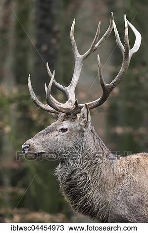 Red deer (Cervus elaphus), side portrait, Vulkaneifel, Rhineland-Palatinate, Germany, Europe View Large Photo Image Stock Image - Red deer (Cervus elaphus), side portrait, Vulkaneifel, Rhineland-Palatinate, Germany, Europe. Fotosearch