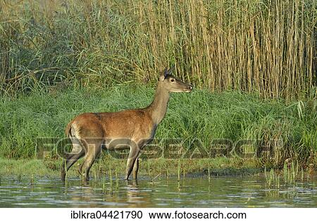 Red deer (Cervus elaphus), standing in water, Danube-Auen National Park, Lower Austria, Austria, Europe View Large Photo Image Stock Image - Red deer (Cervus elaphus), standing in water, Danube-Auen National Park, Lower Austria, Austria, Europe. Fotosearch