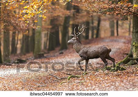 Red deer (Cervus elaphus) walking through autumn woods, Vulkaneifel, Rhineland-Palatinate, Germany, Europe View Large Photo Image Stock Photo - Red deer (Cervus elaphus) walking through autumn woods, Vulkaneifel, Rhineland-Palatinate, Germany, Europe. Fotosearch