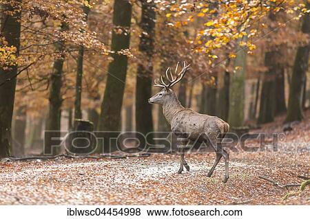 Red deer (Cervus elaphus) walking through autumn woods, Vulkaneifel, Rhineland-Palatinate, Germany, Europe View Large Photo Image Stock Photo - Red deer (Cervus elaphus) walking through autumn woods, Vulkaneifel, Rhineland-Palatinate, Germany, Europe. Fotosearch