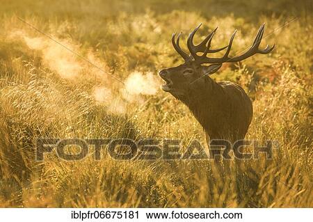 Red deer in Richmond Park, England, Great Britain View Large Photo Image Stock Image - Red deer in Richmond Park, England, Great Britain. Fotosearch