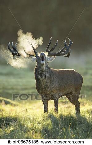 Stock Photography - Red deer in Richmond Park, England, Great Britain. Fotosearch