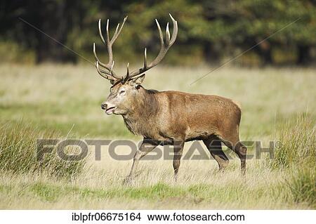 Red Deer or Hart (Cervus elaphus) View Large Photo Image Picture - Red Deer or Hart (Cervus elaphus). Fotosearch