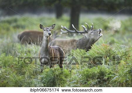 Red Deer or Hart (Cervus elaphus) View Large Photo Image Picture - Red Deer or Hart (Cervus elaphus). Fotosearch