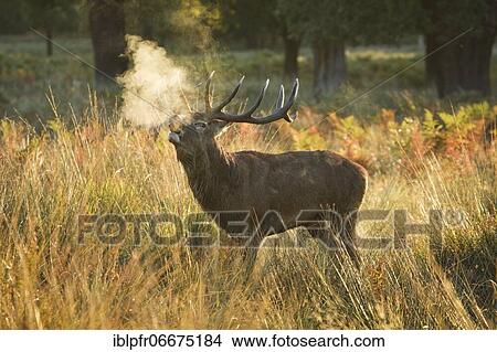 Red Deer or Hart (Cervus elaphus) View Large Photo Image Picture - Red Deer or Hart (Cervus elaphus). Fotosearch