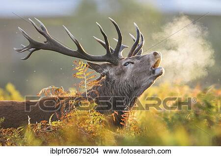 Picture - Red Deer or Hart (Cervus elaphus). Fotosearch