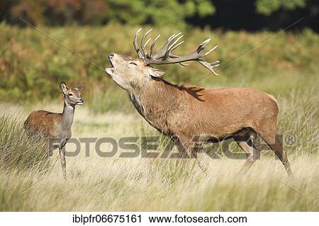 Red Deer or Hart (Cervus elaphus) View Large Photo Image Stock Image - Red Deer or Hart (Cervus elaphus). Fotosearch