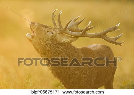 Red Deer or Hart (Cervus elaphus) View Large Photo Image Stock Image - Red Deer or Hart (Cervus elaphus). Fotosearch