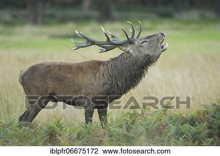Red Deer or Hart (Cervus elaphus) View Large Photo Image Stock Image - Red Deer or Hart (Cervus elaphus). Fotosearch