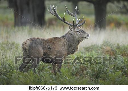 Stock Image - Red Deer or Hart (Cervus elaphus). Fotosearch