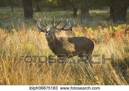 Stock Image - Red Deer or Hart (Cervus elaphus). Fotosearch