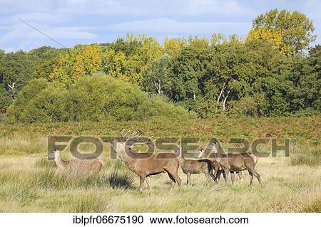 Stock Image - Red Deer or Hart (Cervus elaphus). Fotosearch