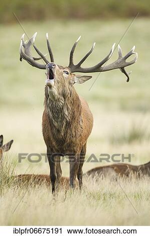 Red Deer or Hart (Cervus elaphus) View Large Photo Image Stock Image - Red Deer or Hart (Cervus elaphus). Fotosearch