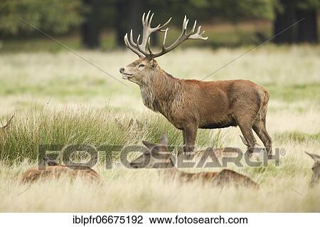 Red Deer or Hart (Cervus elaphus) View Large Photo Image Stock Image - Red Deer or Hart (Cervus elaphus). Fotosearch
