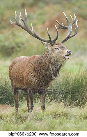 Red Deer or Hart (Cervus elaphus) View Large Photo Image Stock Image - Red Deer or Hart (Cervus elaphus). Fotosearch