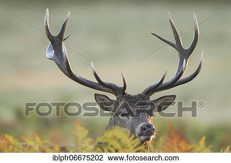 Stock Image - Red Deer or Hart (Cervus elaphus). Fotosearch
