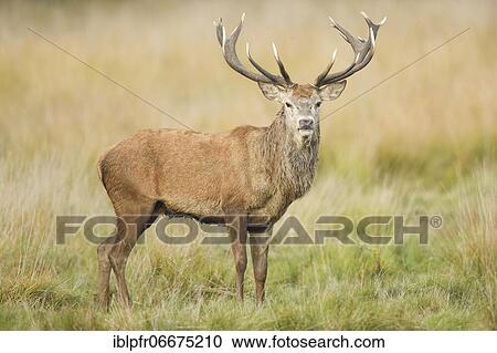 Stock Image - Red Deer or Hart (Cervus elaphus). Fotosearch