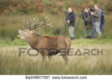 Red Deer or Hart (Cervus elaphus) View Large Photo Image Stock Image - Red Deer or Hart (Cervus elaphus). Fotosearch