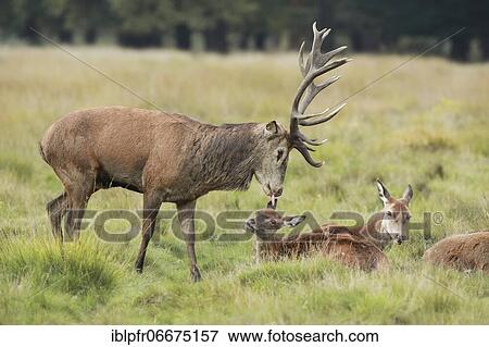 Stock Photo - Red Deer or Hart (Cervus elaphus). Fotosearch