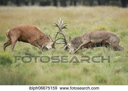 Red Deer or Hart (Cervus elaphus) View Large Photo Image Stock Photo - Red Deer or Hart (Cervus elaphus). Fotosearch