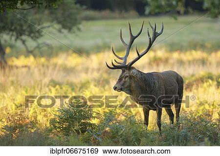Red Deer or Hart (Cervus elaphus) View Large Photo Image Stock Photo - Red Deer or Hart (Cervus elaphus). Fotosearch