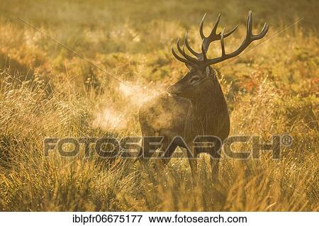 Red Deer or Hart (Cervus elaphus) View Large Photo Image Stock Photo - Red Deer or Hart (Cervus elaphus). Fotosearch