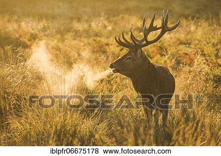 Stock Photo - Red Deer or Hart (Cervus elaphus). Fotosearch