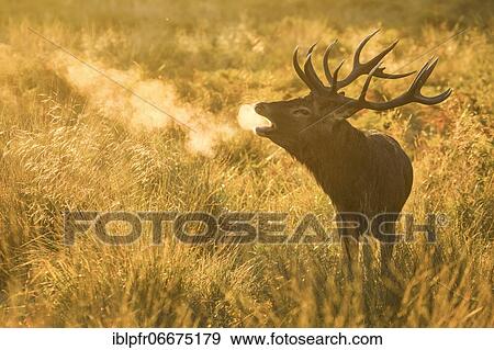 Stock Photo - Red Deer or Hart (Cervus elaphus). Fotosearch