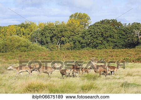 Red Deer or Hart (Cervus elaphus) View Large Photo Image Stock Photo - Red Deer or Hart (Cervus elaphus). Fotosearch